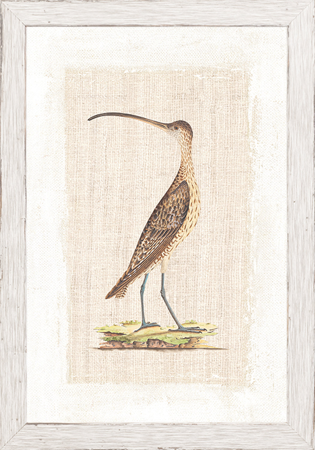 Watercolour Birds Scarlet Honeyeater C 1790 framed art print