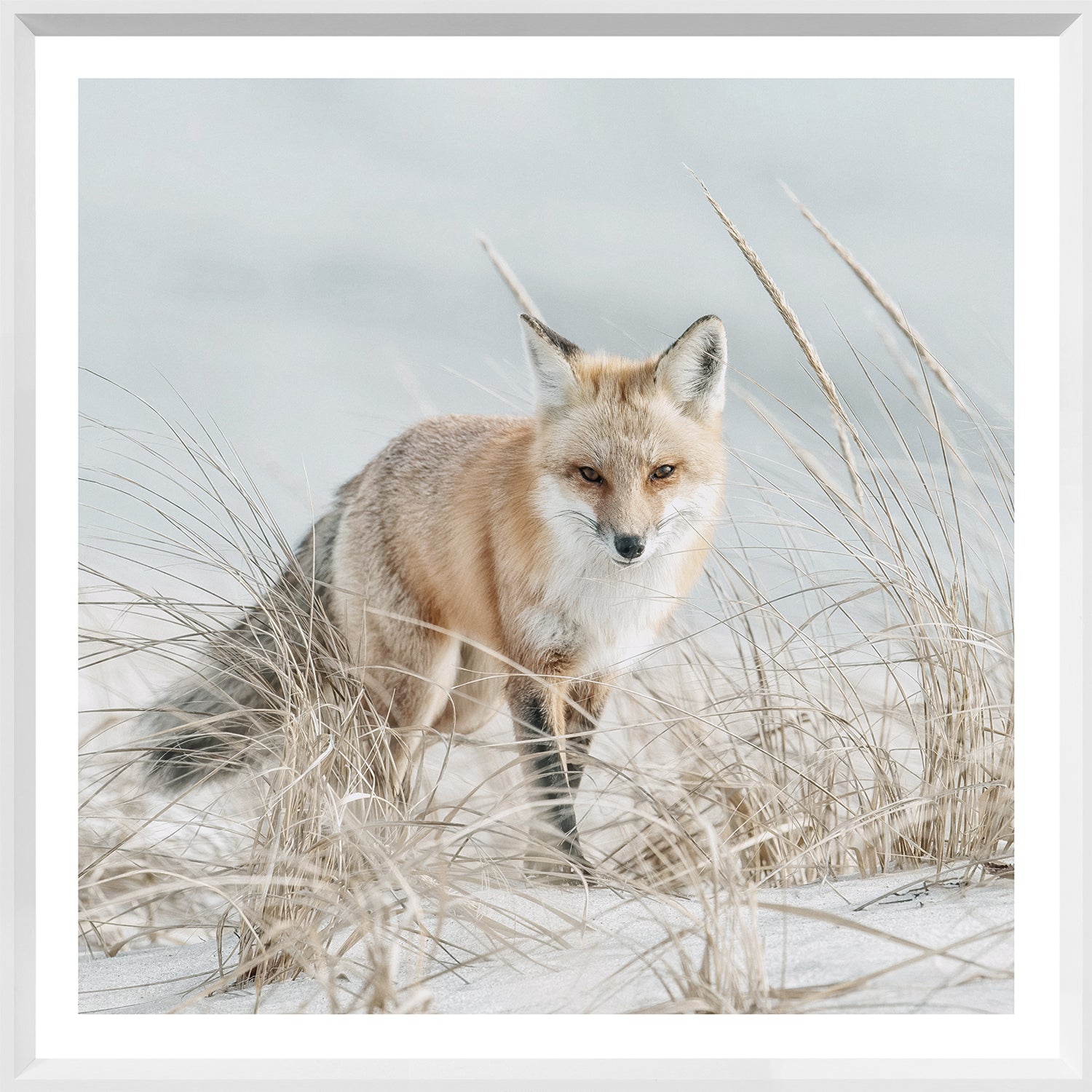 Fox on the Beach