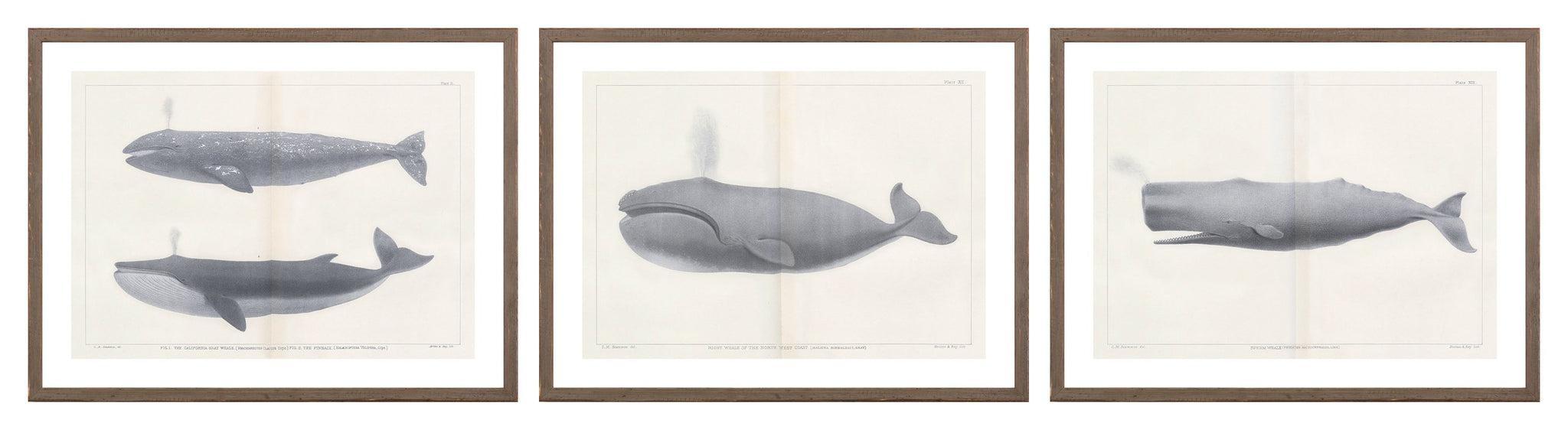Vintage Whale Trio II (IV-VI) Bundle