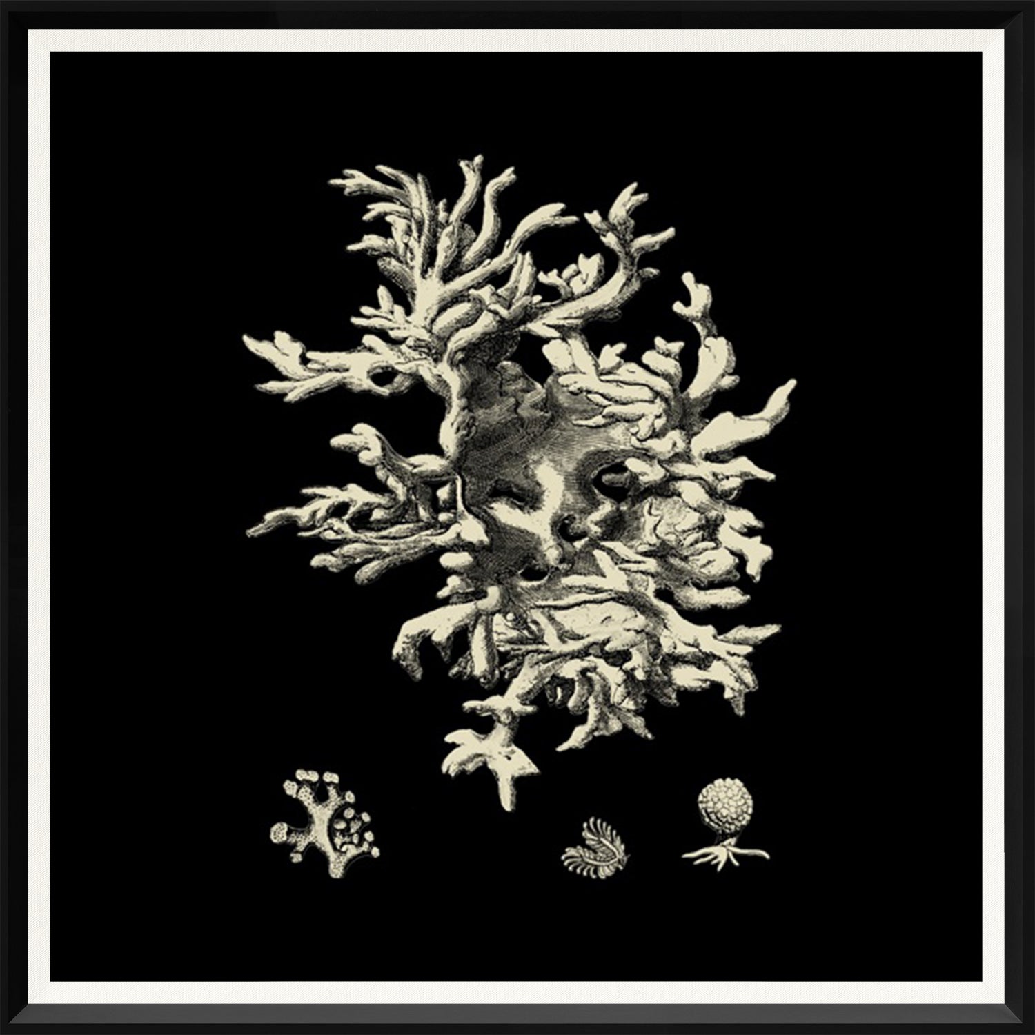 Black & Tan Coral III wall art featuring detailed coral illustrations on a black background