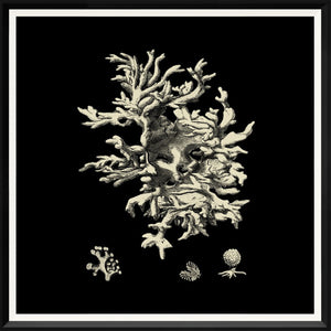 Black & Tan Coral III wall art featuring detailed coral illustrations on a black background