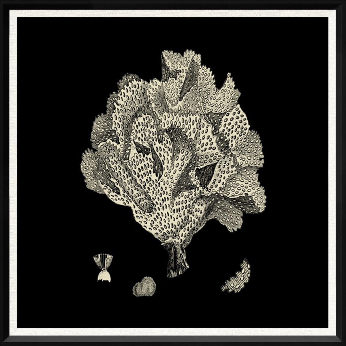 Black & Tan Coral IV wall art featuring detailed coral illustration on a black background