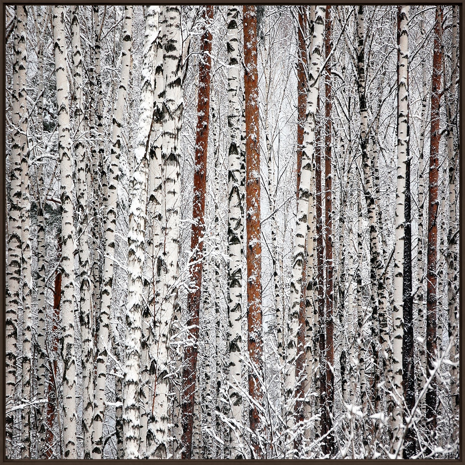 Birches At Sunset wall art featuring a close-up of birch trees covered in snow.
