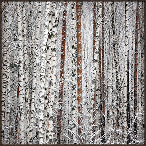 Birches At Sunset wall art featuring a close-up of birch trees covered in snow.