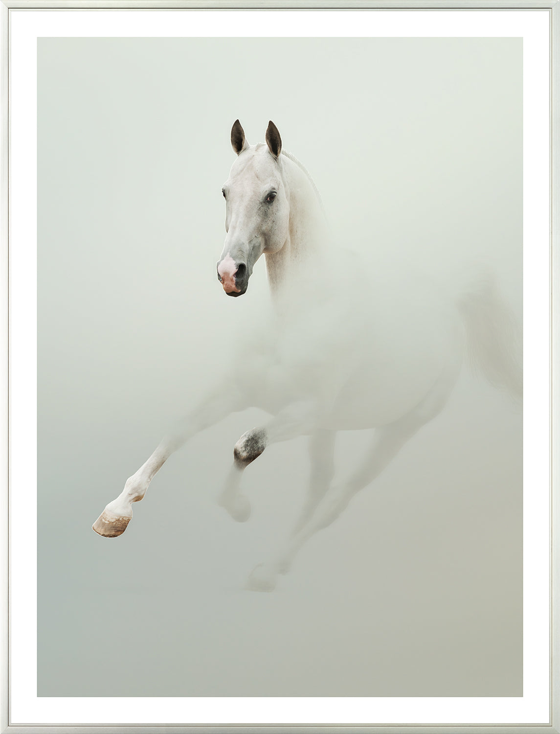 White Stallion In Fog