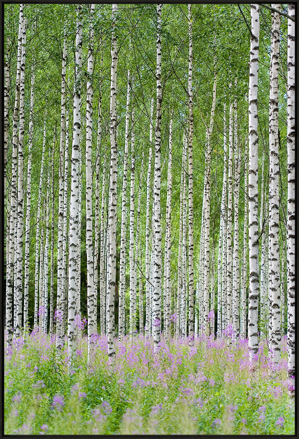 Aspens In Violet I wall art featuring tall white birch trees with green leaves and purple flowers below.