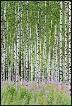 Aspens In Violet I wall art featuring tall white birch trees with green leaves and purple flowers below.