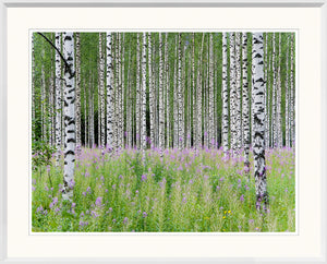Aspens In Violet II wall art featuring birch trees and purple wildflowers in a green field.