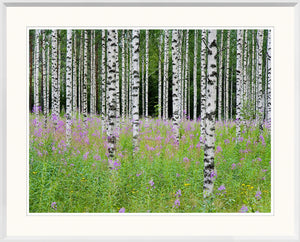 Aspens In Violet III wall art featuring white birch trees and purple wildflowers