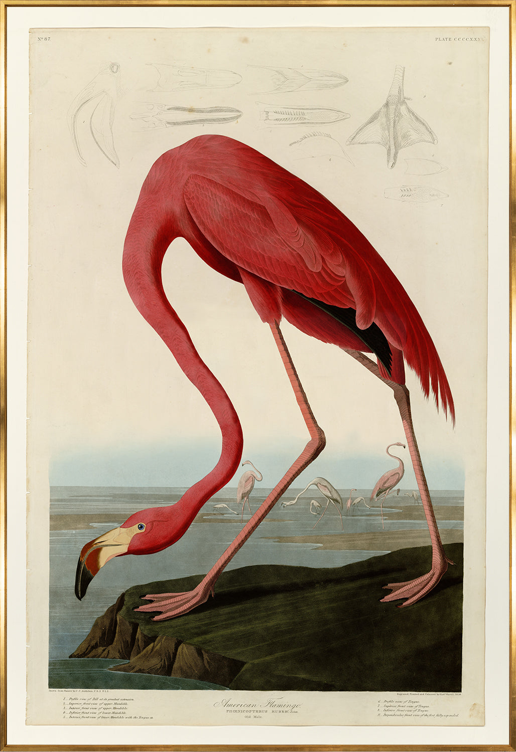 front view of American Flamingo luxury Artwork