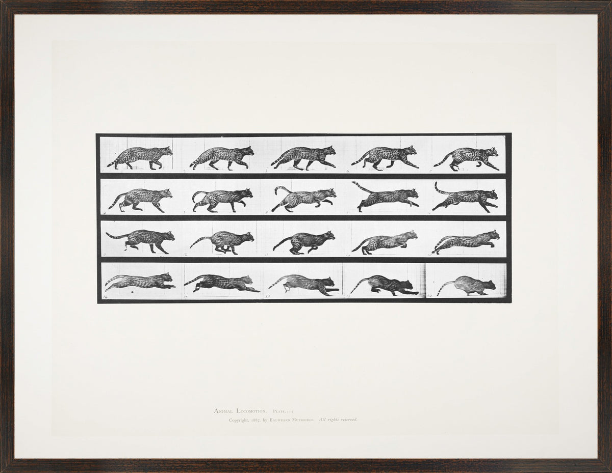 Muybridge – Cat