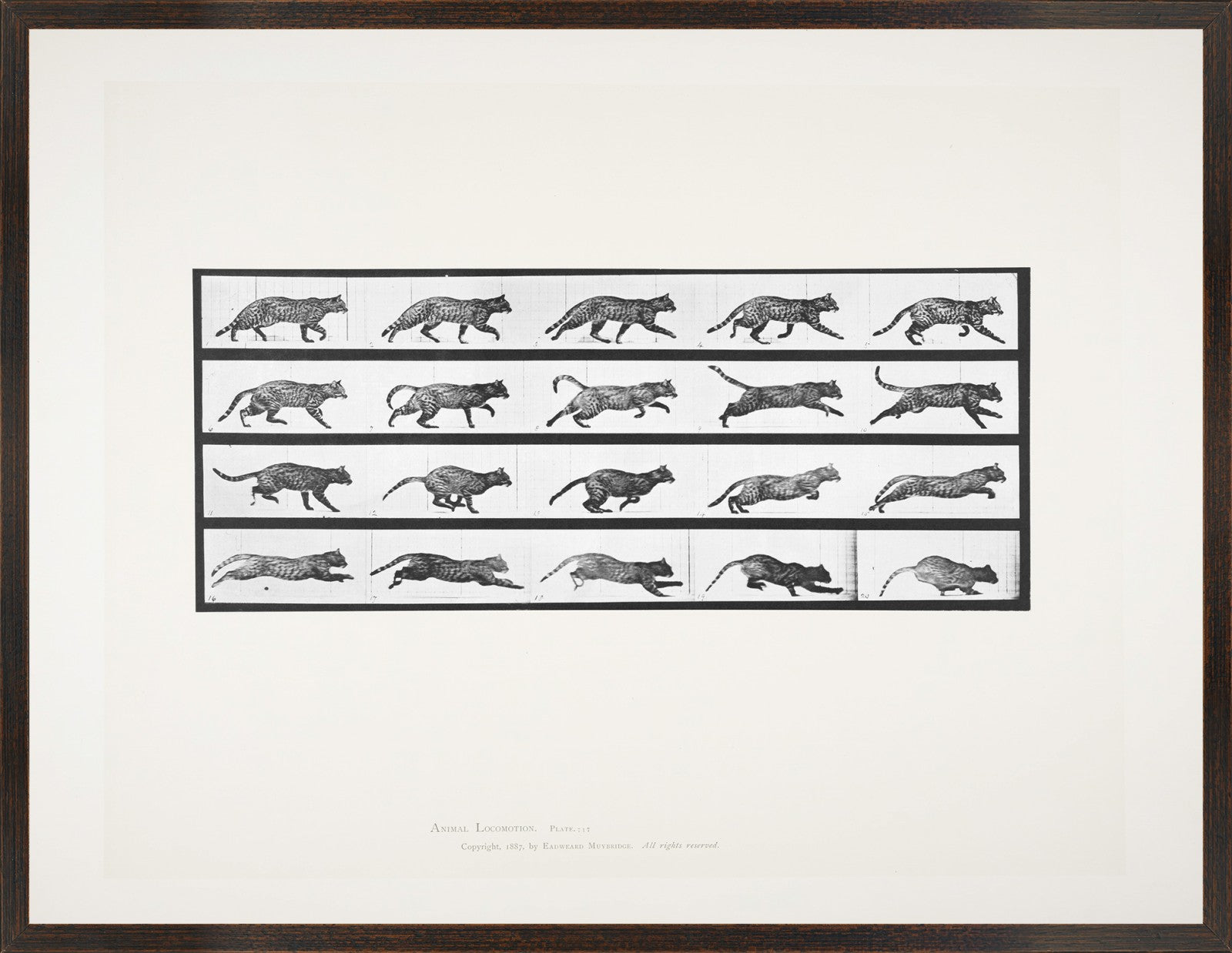 Muybridge – Cat