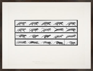 Muybridge – Cat