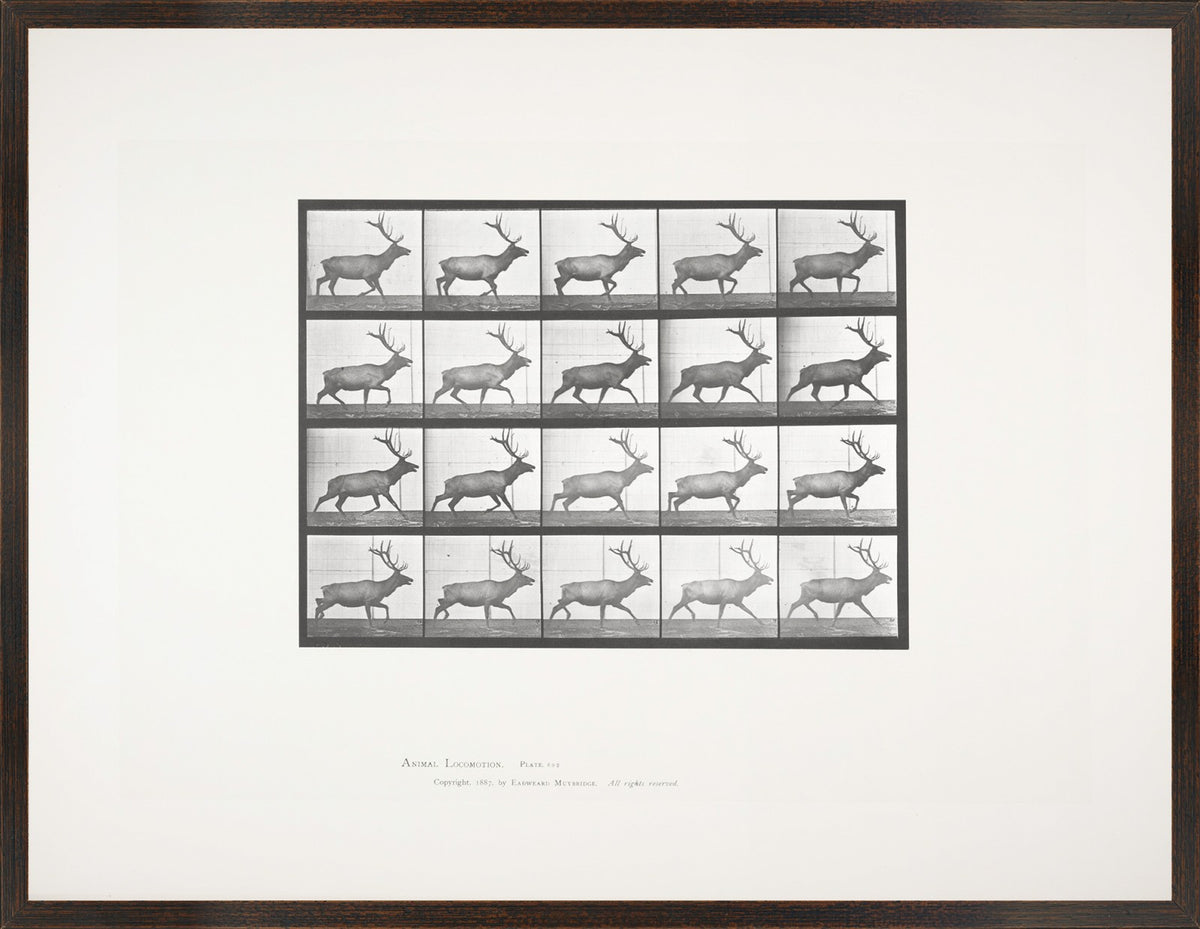 Muybridge – Alce