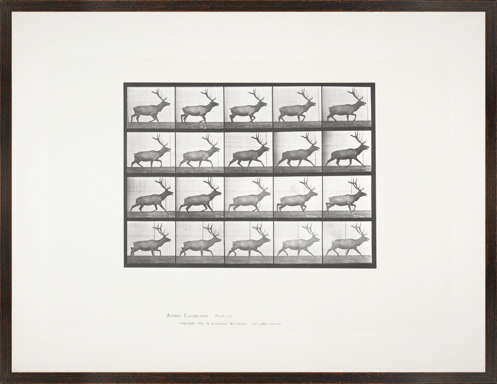 Muybridge – Alce