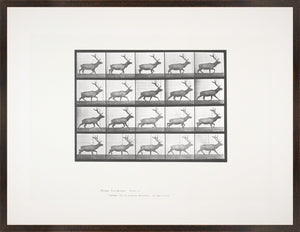 Muybridge – Alce