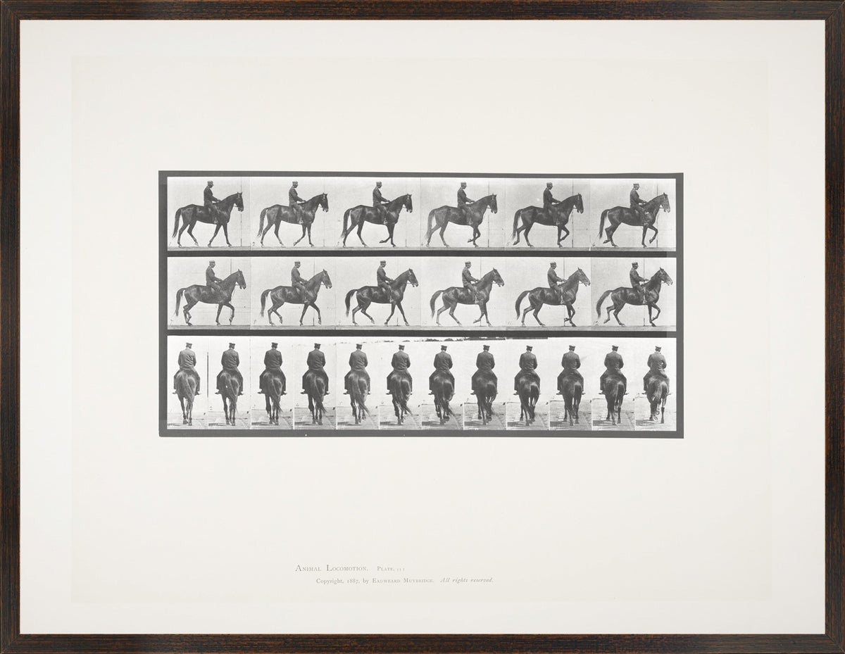 Muybridge - Caballo y jinete I