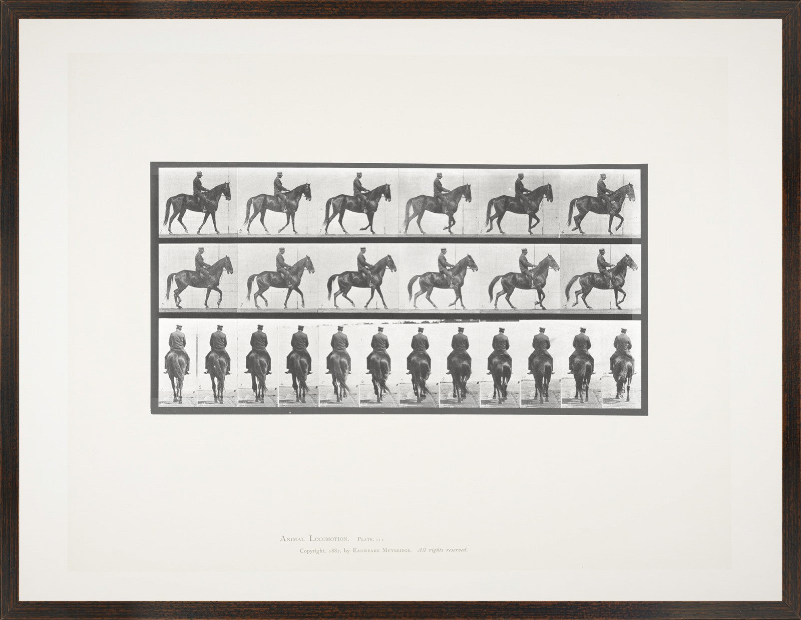 Muybridge - Caballo y jinete I