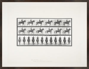 Muybridge - Caballo y jinete I