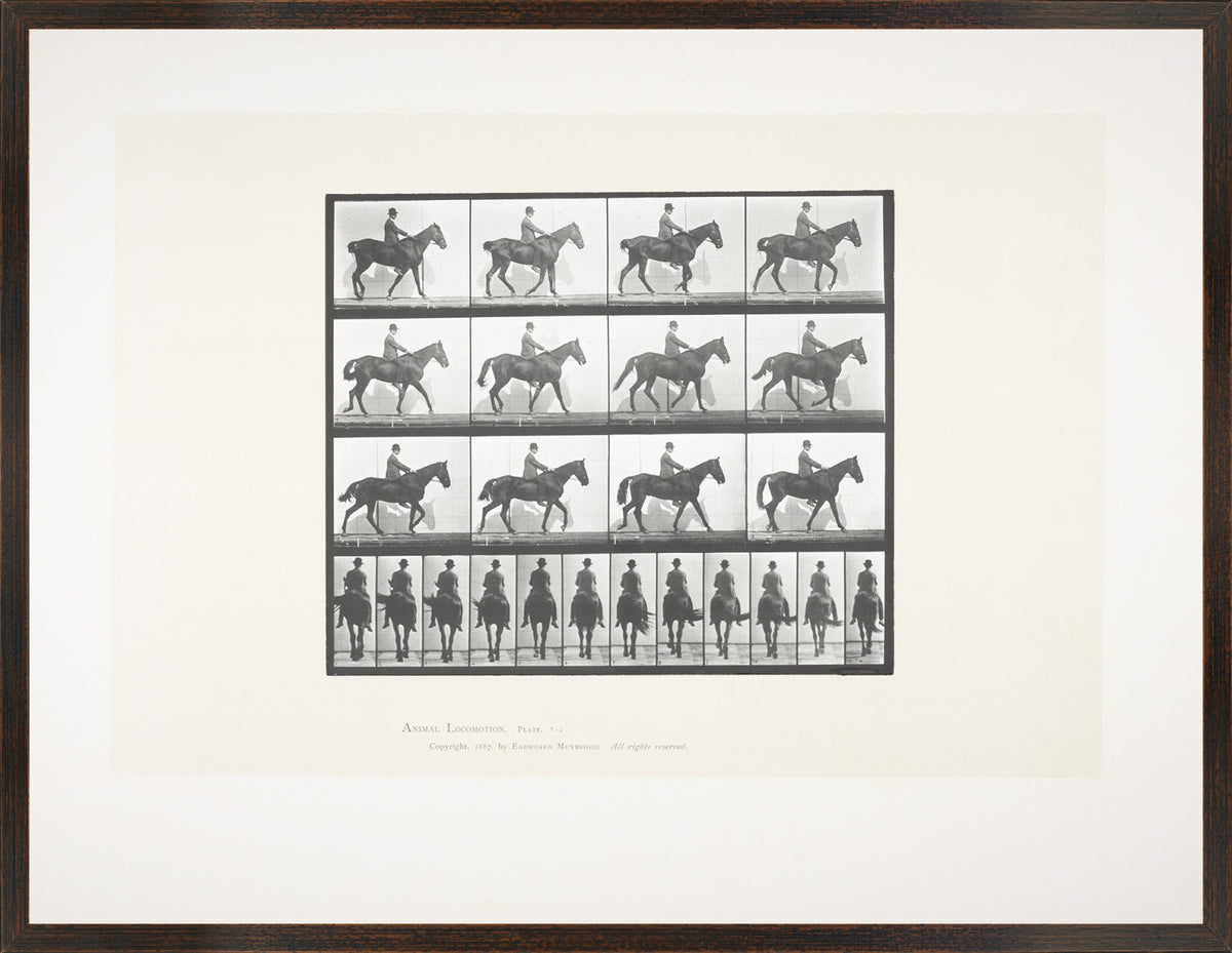 Muybridge – Caballo y Jinete II