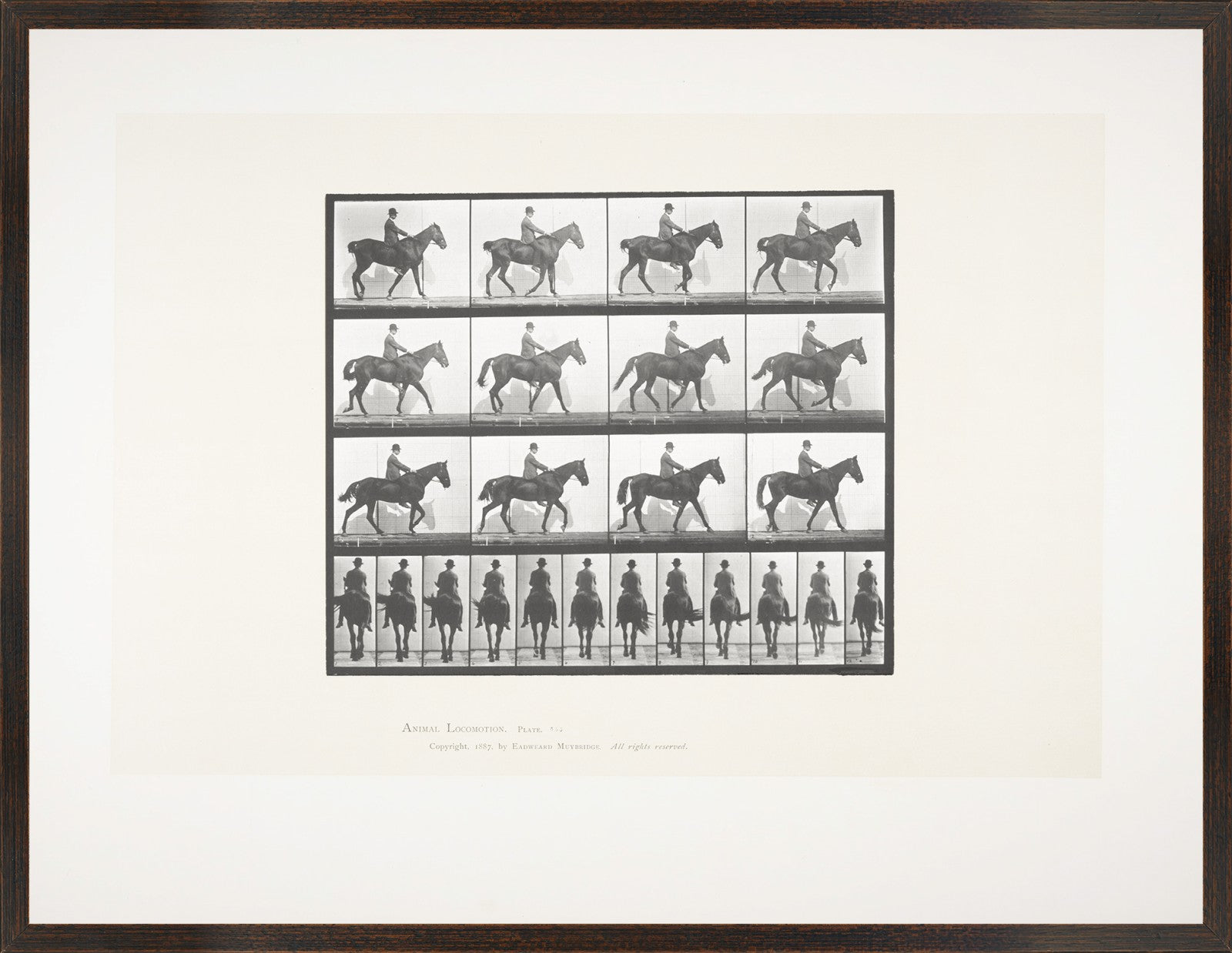 Muybridge – Caballo y Jinete II