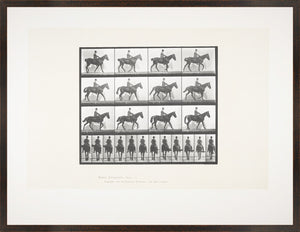 Muybridge – Caballo y Jinete II