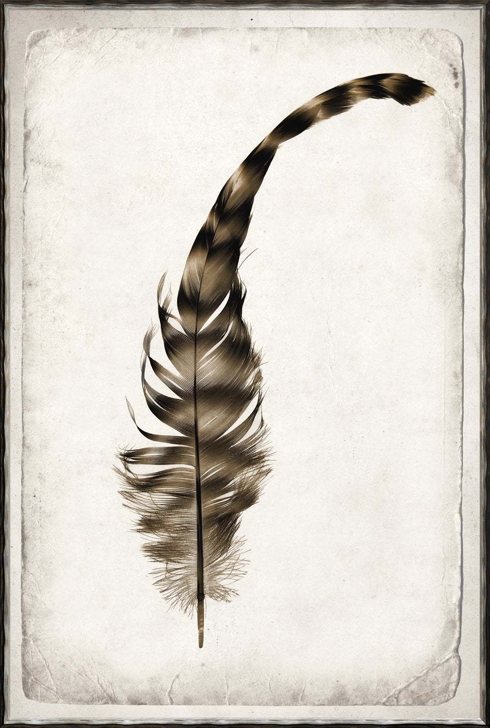 Estudio de plumas I