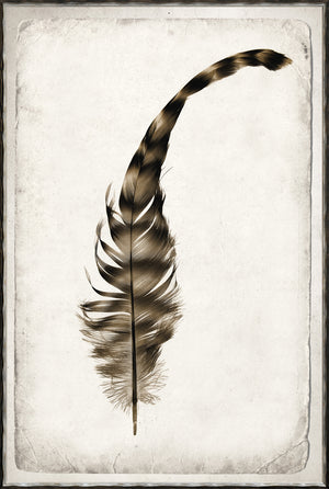 Feather Study I