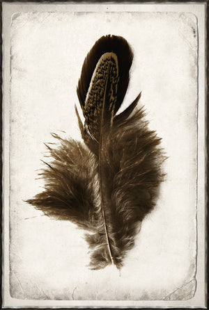 Feather Study II