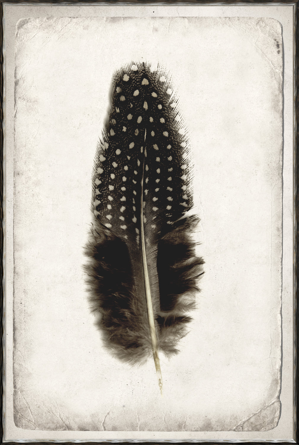 Estudio de Plumas III