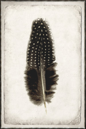 Estudio de Plumas III
