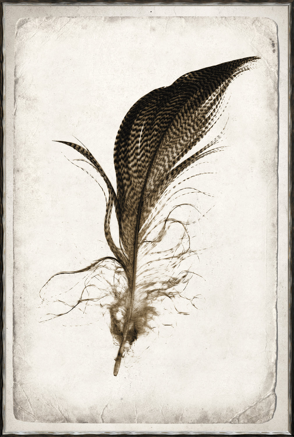 Estudio de Plumas IV