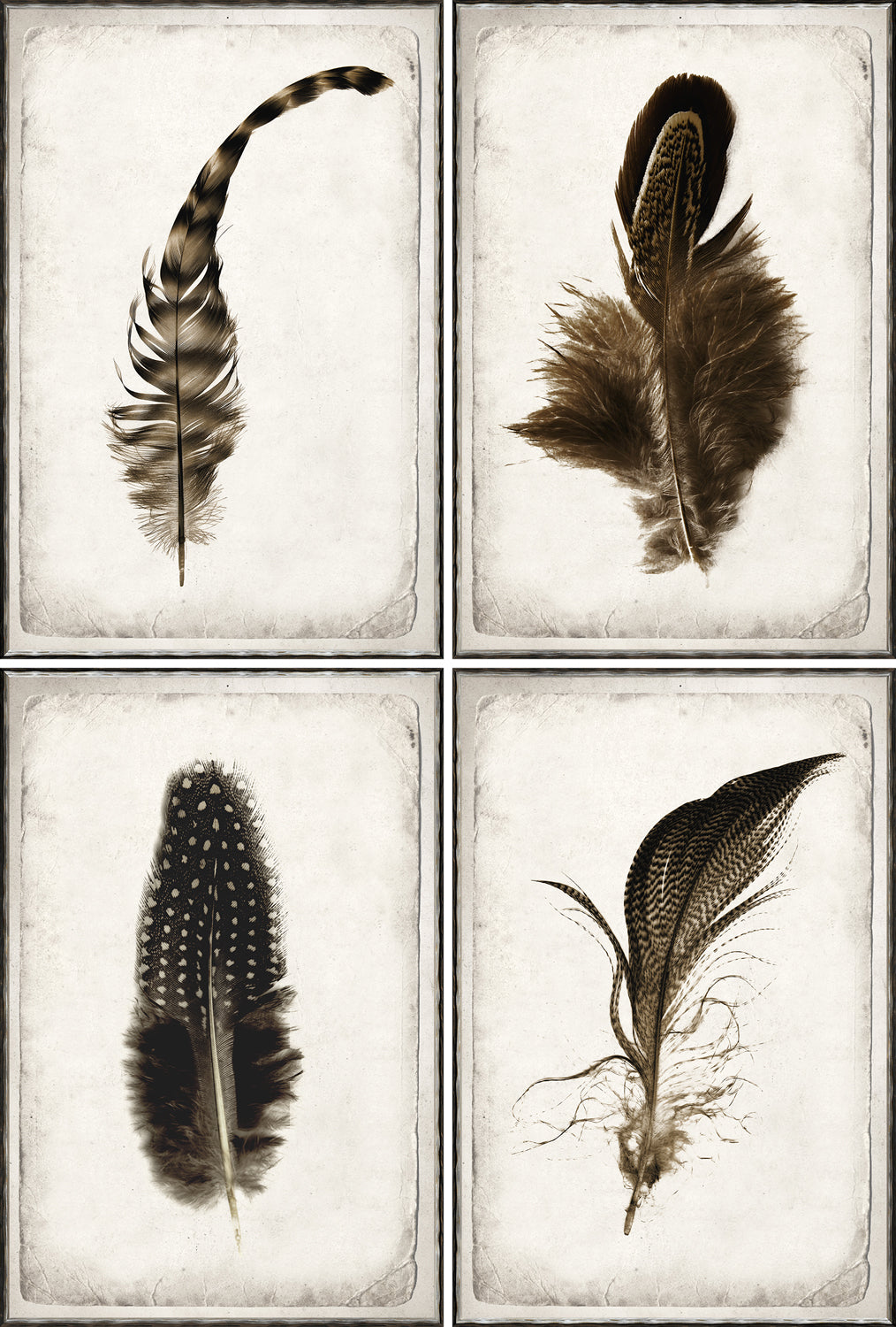 Estudio de plumas S/4