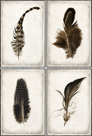 Feather Study S/4