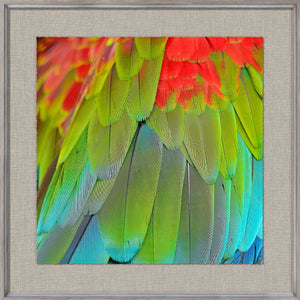 Plumage tropical III