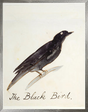 El Pájaro Negro