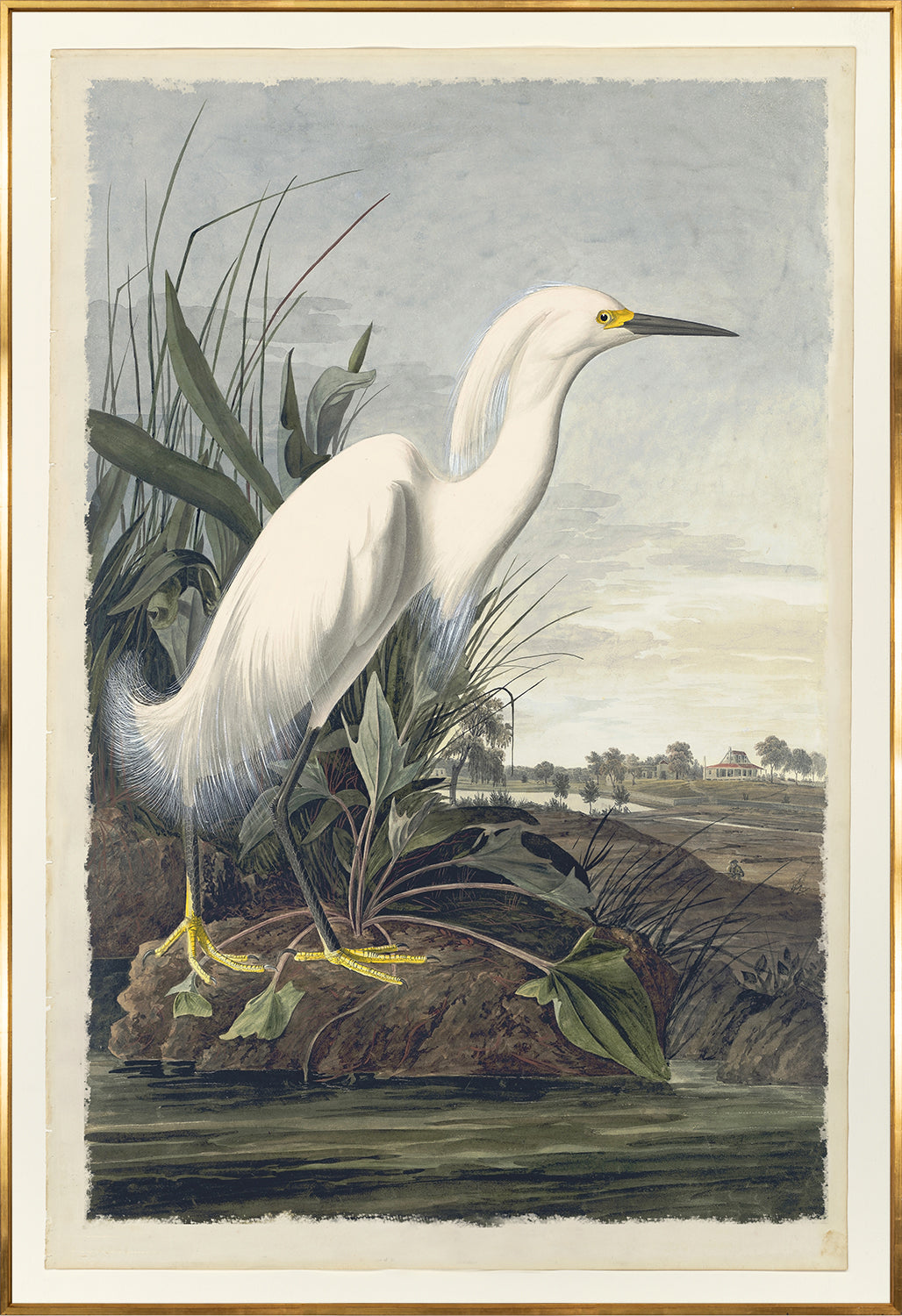 White Egret