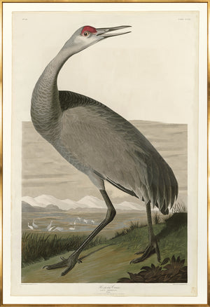 Grulla trompetera