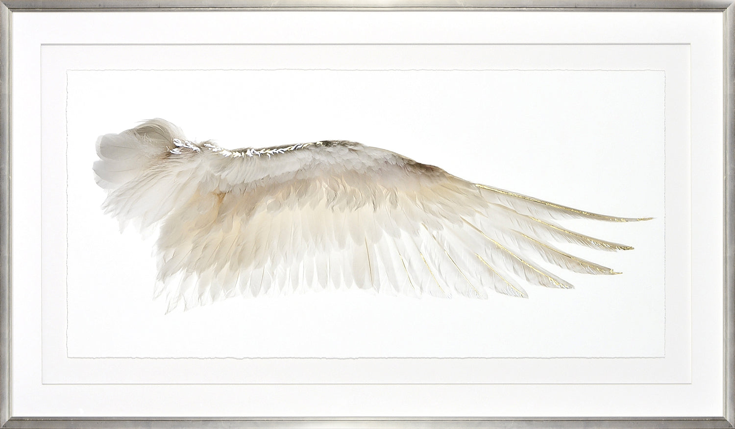 Les Ailes d'une Plume II