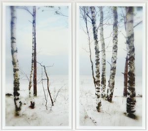 After The Storm wall art featuring birch trees against a serene beach backdrop, soft colors and natural scenery.