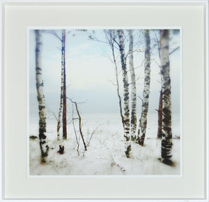 Birches At Sunset wall art showcasing birch trees by a serene beach under a cloudy sky.