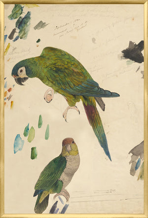 Lear – Two Parrots