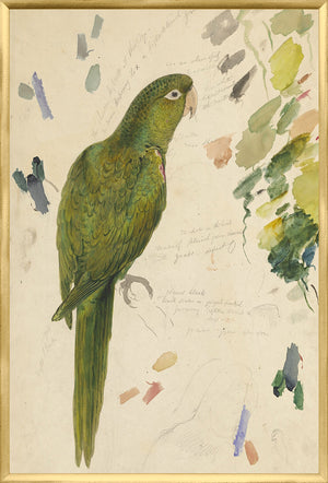 Lear – Loro Verde Brillante