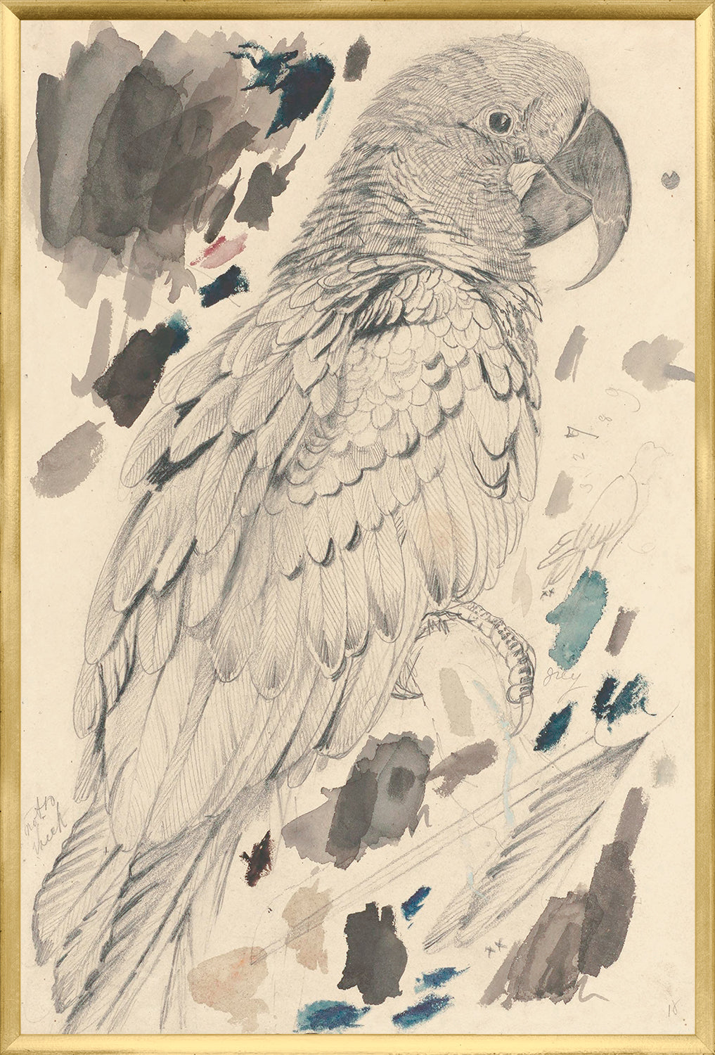 Lapa roja – Guacamayo