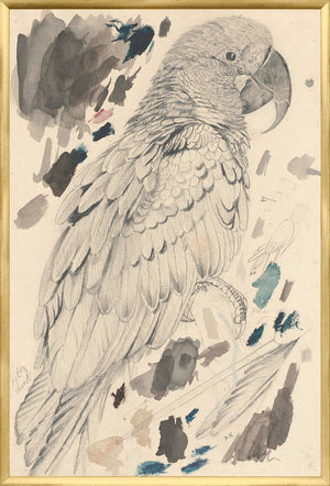 Lapa roja – Guacamayo