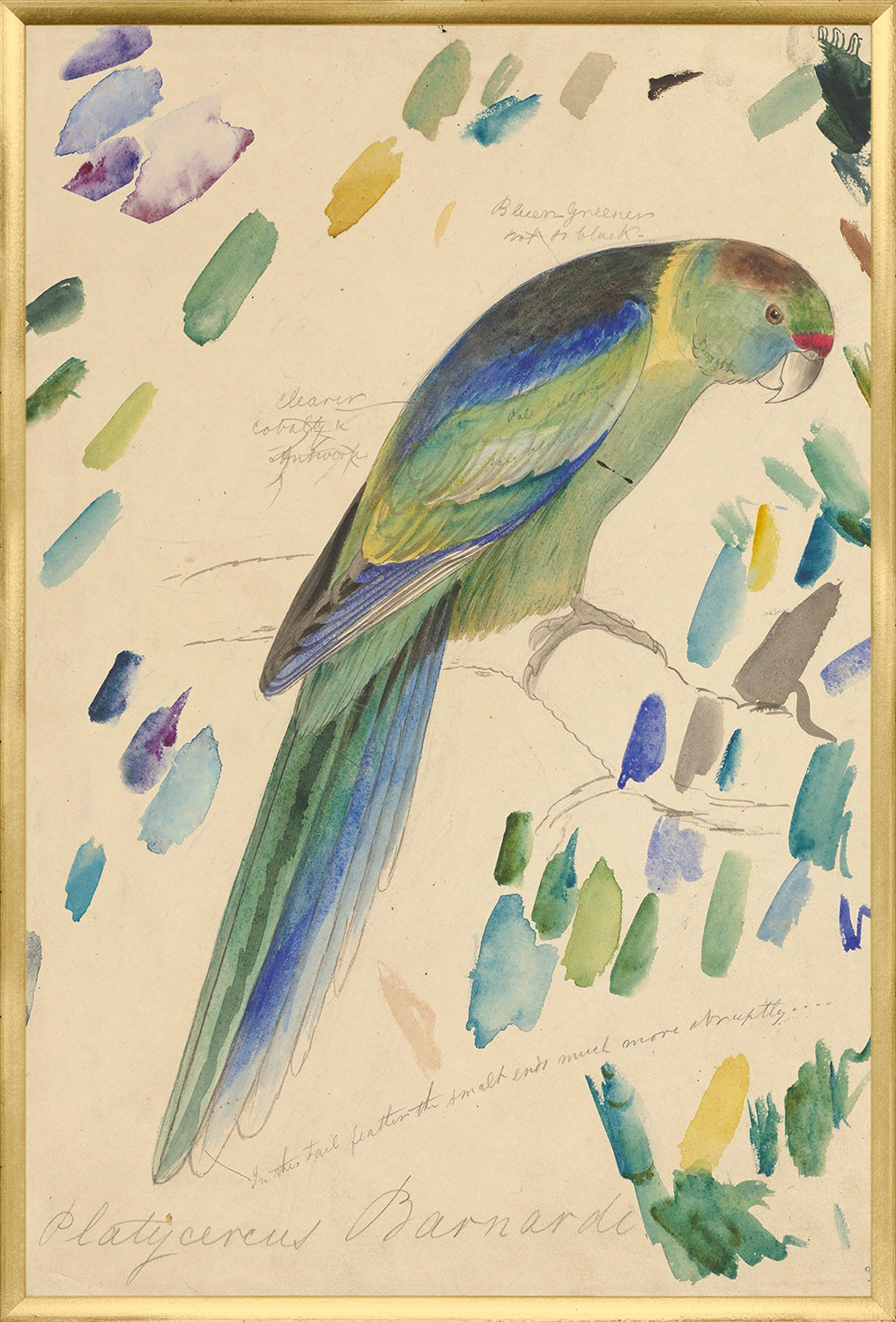 Lear – Barnard’s Parakeet