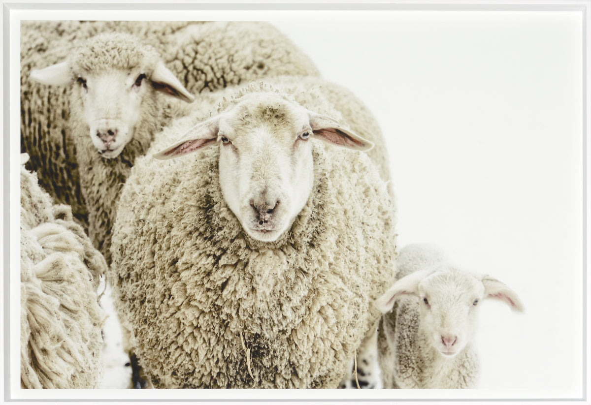 Wooly Stare wall art featuring three sheep with fluffy wool in a snowy setting.