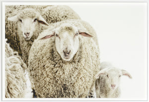 Wooly Stare wall art featuring three sheep with fluffy wool in a snowy setting.
