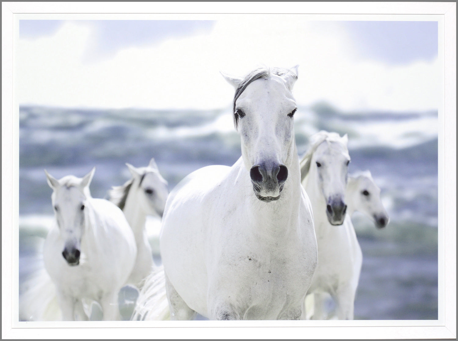 Lipizzano blanco en la playa