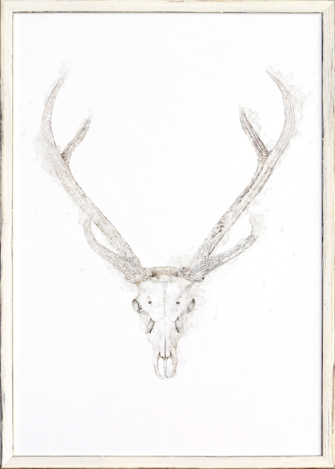 Craneo de venado